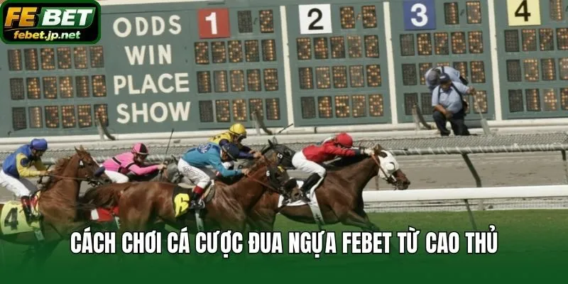 Cách chơi cá cược đua ngựa Febet từ cao thủ