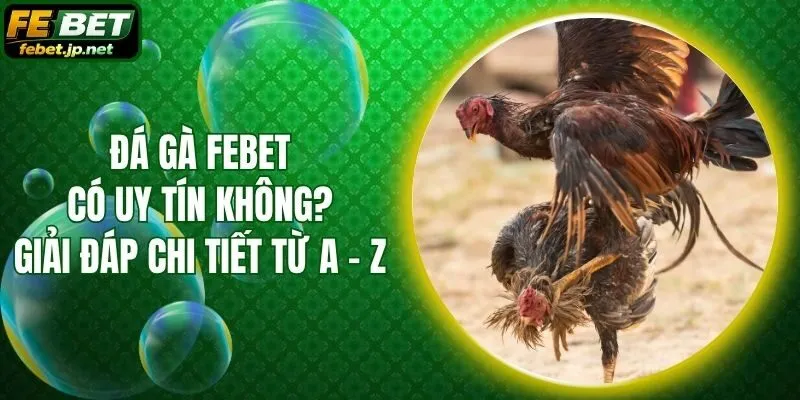 Đá Gà Febet Có Uy Tín Không? Giải Đáp Chi Tiết Từ A - Z
