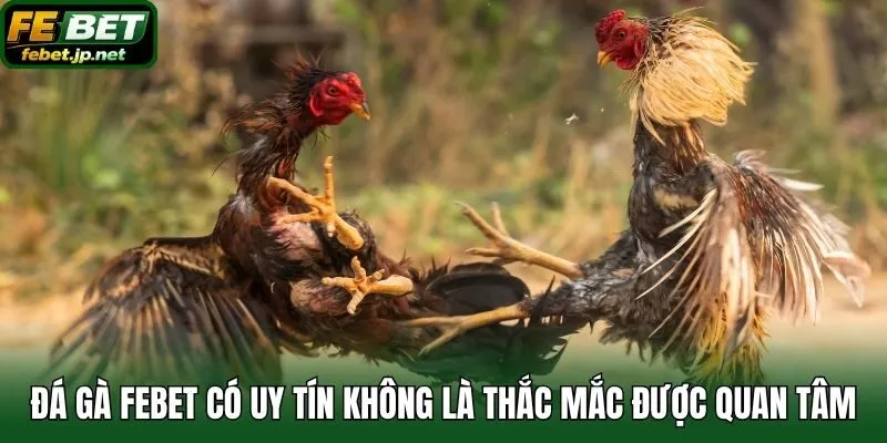 Đá gà Febet có uy tín không là thắc mắc được quan tâm