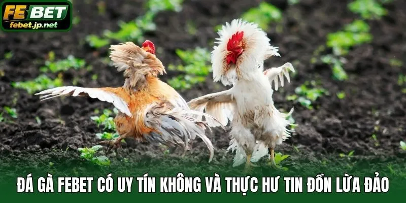 Đá gà Febet có uy tín không và thực hư tin đồn lừa đảo