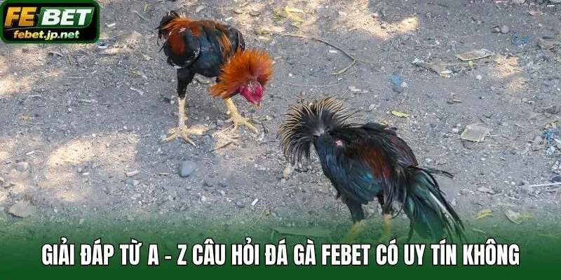 Giải đáp từ A - Z câu hỏi đá gà Febet có uy tín không