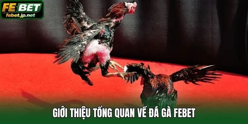 Giới thiệu tổng quan về đá gà Febet