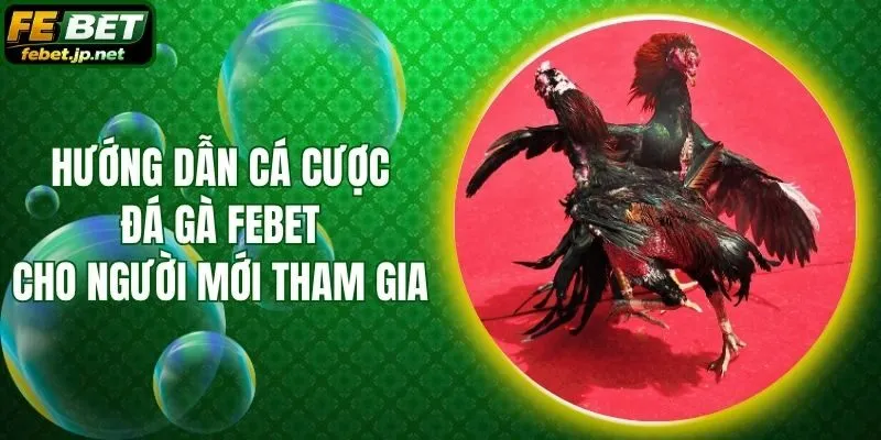 Hướng Dẫn Cá Cược Đá Gà Febet Cho Người Mới Tham Gia