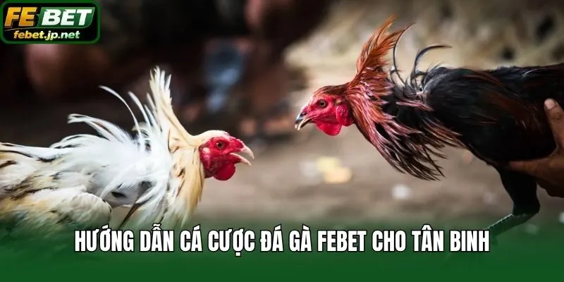 Hướng dẫn cá cược đá gà Febet cho tân binh