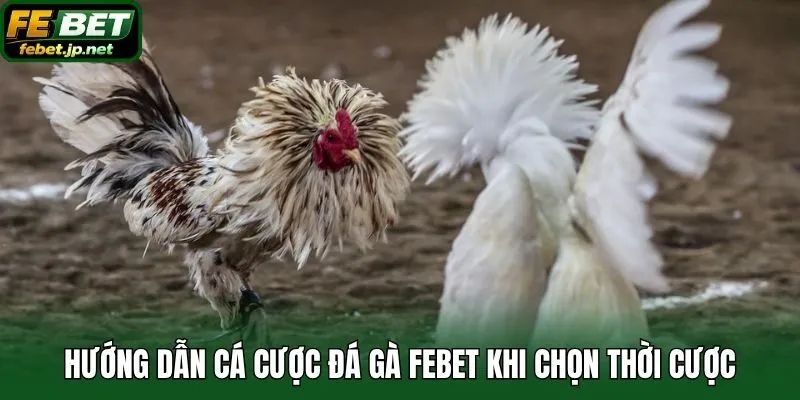 Hướng dẫn cá cược đá gà Febet khi chọn thời cược