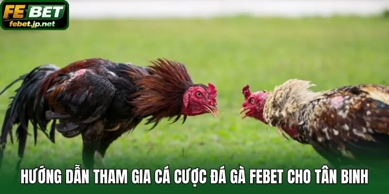 Hướng dẫn tham gia cá cược đá gà Febet cho tân binh