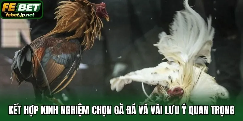 Kết hợp kinh nghiệm chọn gà đá và vài lưu ý quan trọng