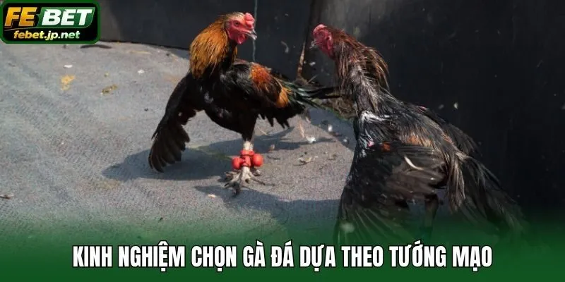 Kinh nghiệm chọn gà đá dựa theo tướng mạo