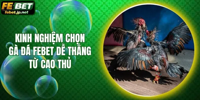 Kinh Nghiệm Chọn Gà Đá Febet Dễ Thắng Từ Cao Thủ