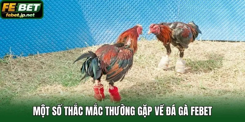Một số thắc mắc thường gặp về đá gà Febet