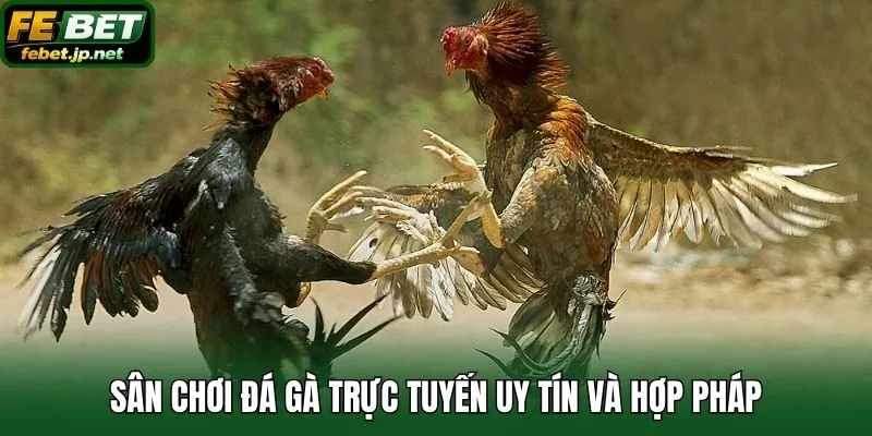Sân chơi đá gà trực tuyến uy tín và hợp pháp
