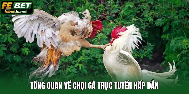 Tổng quan về chọi gà trực tuyến hấp dẫn
