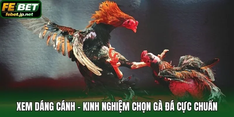 Xem dáng cánh - Kinh nghiệm chọn gà đá cực chuẩn